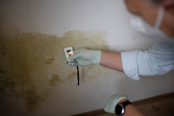 Best Localized Mold Remediation (e.g., coastal areas, humid climates) in Pilot Rock, OR