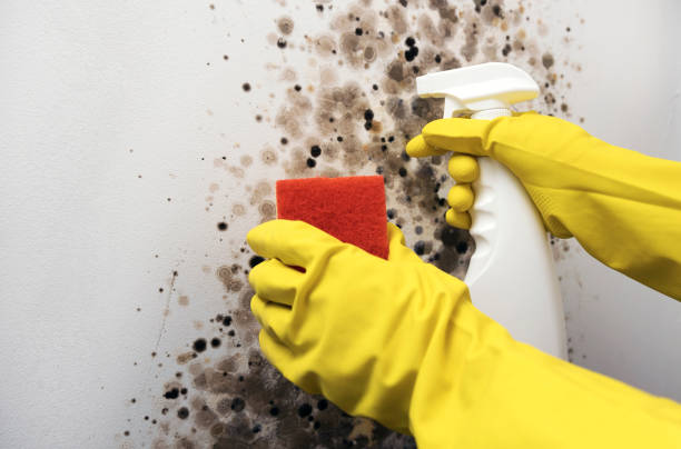 Professional Mold Remediation in Pilot Rock, OR