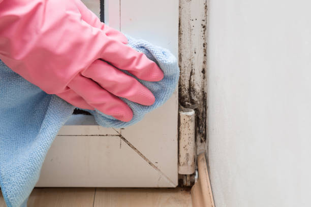Professional Mold Remediation in Pilot Rock, OR