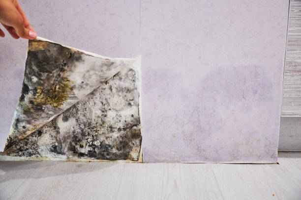 Best Mold Remediation for Specific Building Types in Pilot Rock, OR